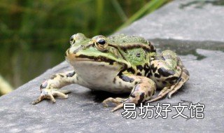 黑斑蛙种蛙怎么过冬