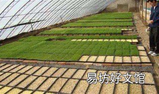 水培芽苗菜有几种 水培芽苗菜有几种类型