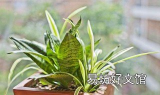 虎皮兰冬天能施肥吗 虎皮兰夏天施什么肥料