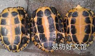 石金钱龟的功效与作用 石金钱龟的功效与作用点的功效