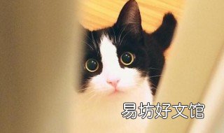 奶牛猫性格好不好 牛奶猫的性格怎么样