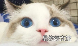 布偶猫哪个品相最贵 品相不好的布偶猫价值多少