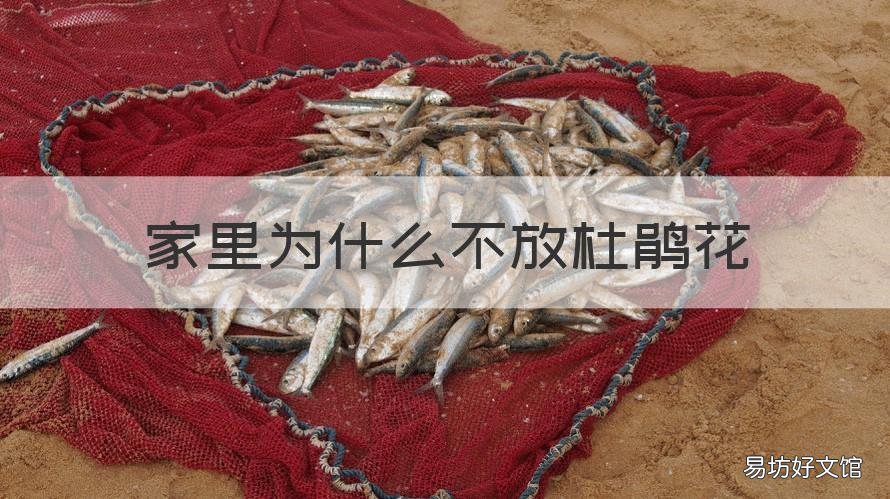 家里为什么不放杜鹃花 家里为什么不放杜鹃花 扯