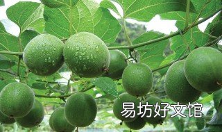 罗汉果的功效与禁忌 罗汉果的功效与禁忌孕妇可以吃吗