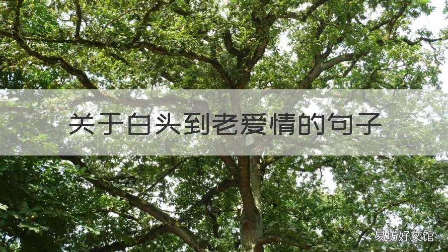 关于白头到老爱情的句子 只羡慕白头到老的爱情的短句