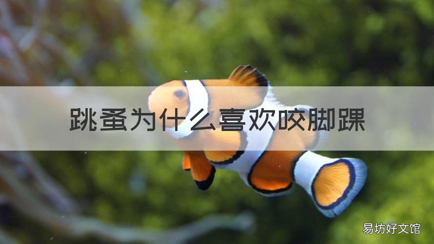 跳蚤为什么喜欢咬脚踝 跳蚤只咬脚踝吗