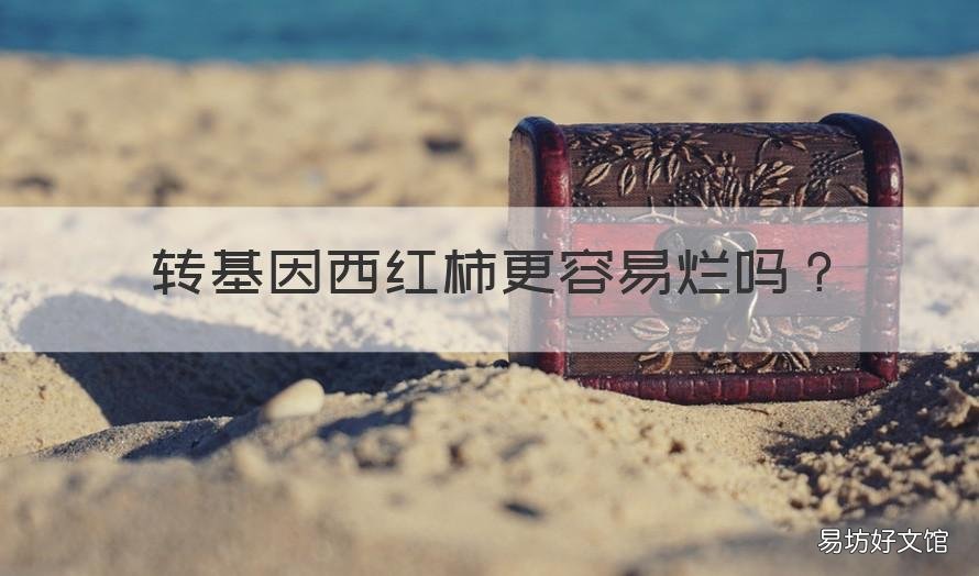 转基因西红柿更容易烂吗 转基因柿子的危害