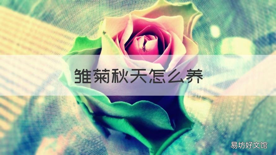 雏菊秋天怎么养 雏菊秋天怎么养活