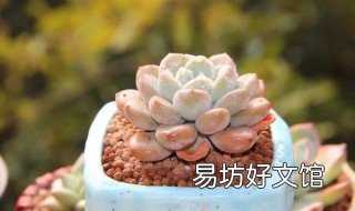 多肉买回来之后如何处理 多肉买回来之后怎么养