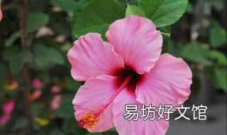 扶桑花秋季怎么养 扶桑花秋季怎么养护和浇水