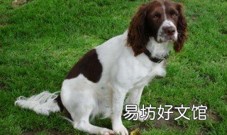 史宾格的优点和缺点 史宾格分哪几种