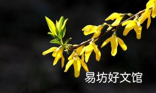 连翘有哪些品种 连翘品种什么产量最高