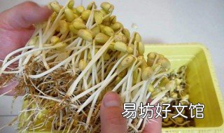 快速生黄豆芽的方法 生黄豆芽简易新方法