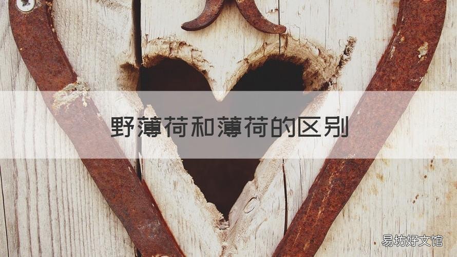 野薄荷和薄荷的区别 野薄荷和薄荷的区别在哪