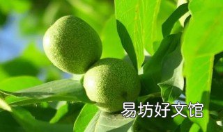 核桃树没根会活吗 核桃树为什么不长果