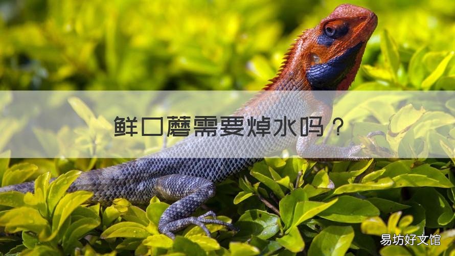 鲜口蘑需要焯水吗 口蘑焯水么