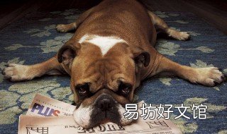 2019年属狗人全年运程 2019年属狗人的全年运势