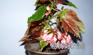 地栽海棠九月可以移盆栽吗 盆栽海棠什么时候移栽最好