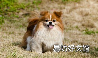 拉布拉多多大开始训练 拉布拉多多大开始训练他下楼