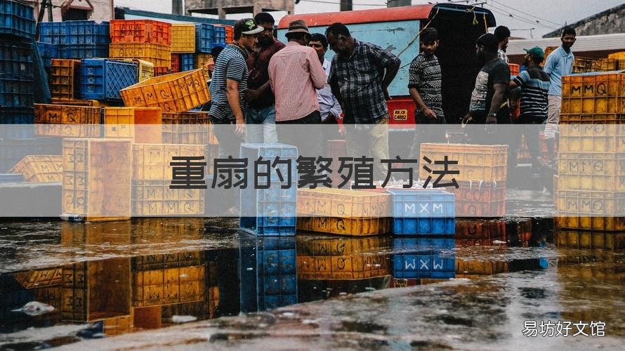 重扇的繁殖方法 重扇的繁殖方法是什么