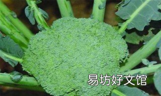 西兰花怎样育苗种植 怎样培育西兰花苗