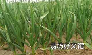 大蒜的种植方法 大蒜的种植方法和时间