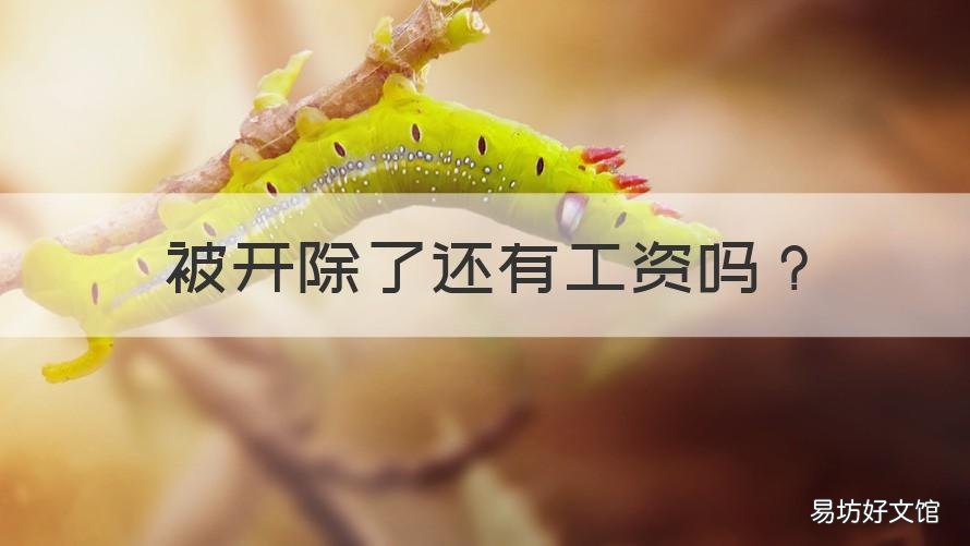 被开除了还有工资吗 被开除了还有工资吗知乎