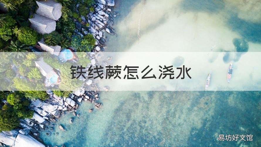 铁线蕨怎么浇水 铁线蕨浇水的好方法