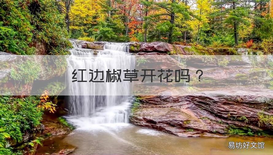 红边椒草开花吗 红边椒草开花吗图片