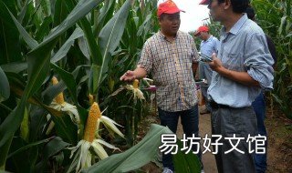 最好矮杆玉米品种 矮杆玉米新品种