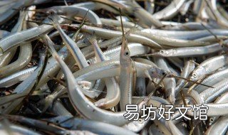 针嘴鱼饲养方法 针嘴鱼怎么清理