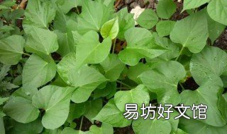 红薯叶子能吃吗 红薯叶子能吃吗有营养吗
