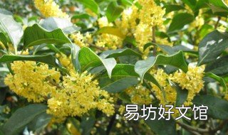 桂花树禁忌 桂花树有什么寓意和禁忌