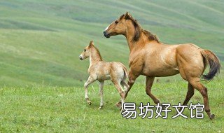 马怎么配种