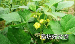 绿豆开花时能浇水吗 绿豆水浇花可以吗