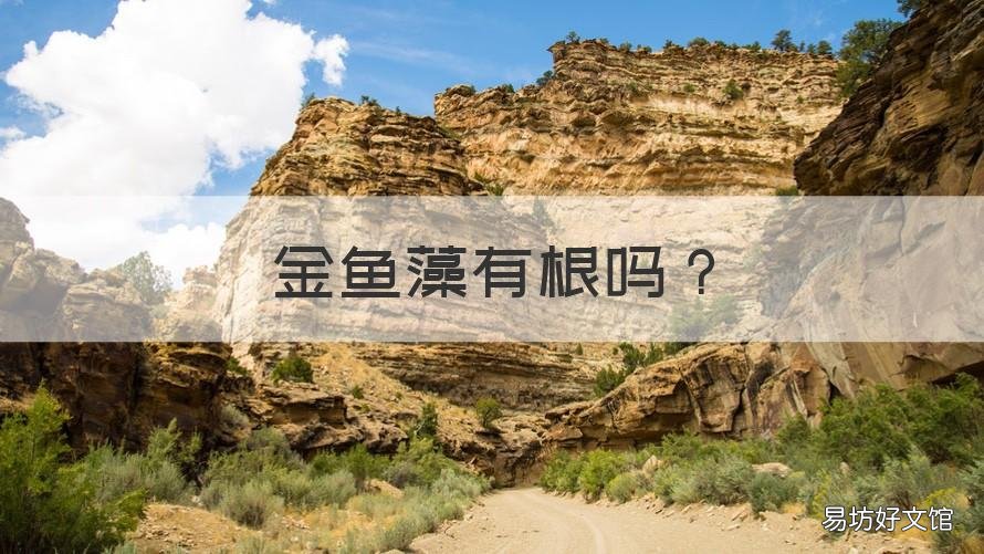 金鱼藻有根吗 金鱼藻有没有根