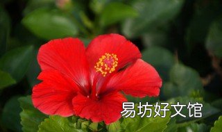 白糖放水里泡扶桑花可以生根吗 扶桑花泡水功效