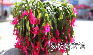 蟹爪兰怎么修剪开花多 开了花的蟹爪兰怎样修剪会使继续开花