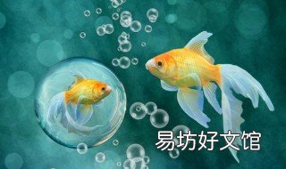 金鱼尾巴有血丝怎么治 金鱼尾巴有红血丝怎么办
