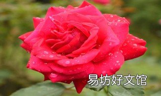 玫瑰花怎么拍 玫瑰花怎么拍好看用手机