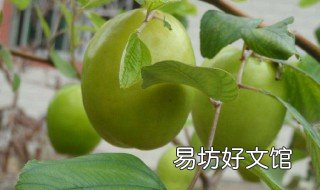 大青枣种植技术与管理 大青枣种植技术