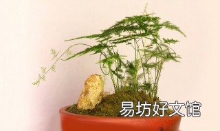 云竹的养殖方法和注意事项 云竹的养殖方法和注意事项有哪些冬天云竹温度