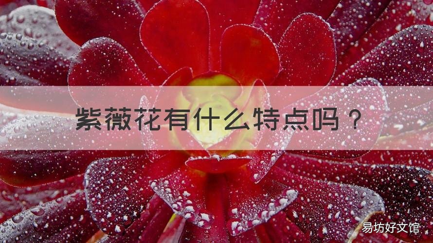 紫薇花有什么特点吗 紫薇花是什么样的花