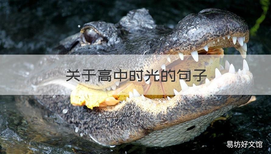 关于高中时光的句子 关于高中时光的句子摘抄