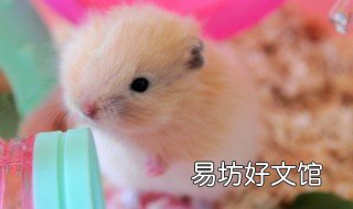 西施熊饲养方法 长毛西施熊怎么养