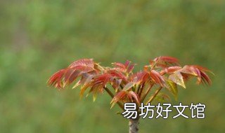 香椿树砍头的时间 香椿树何时剪枝