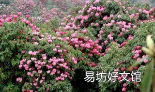 贵州百里杜鹃花海准确的开花时间是什么时候 贵州百里杜鹃花海最佳时间