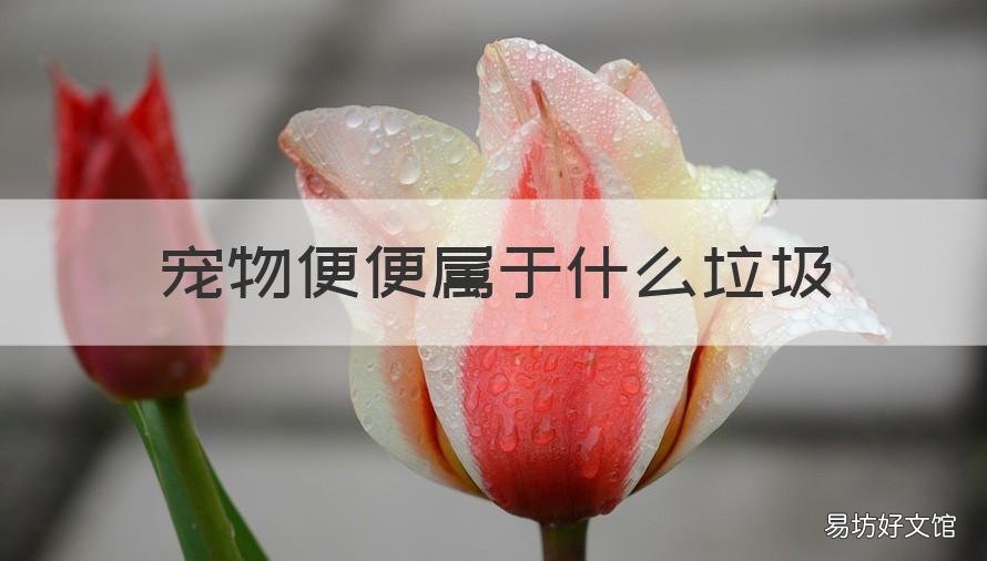 宠物便便属于什么垃圾 宠物便便是属于哪一类垃圾