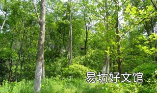 树有哪些种类 山上的树有哪些种类