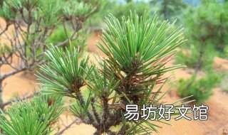 比喻松树像什么的句子有哪些 用比喻描写松树的样子